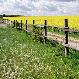 Rapsfeld in Oberschwaben