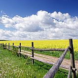 Rapsfeld in Oberschwaben